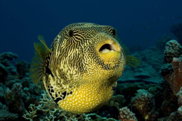 Not only will you find a number of sharks at this dive site, you'll also find impressive Pufferfish.