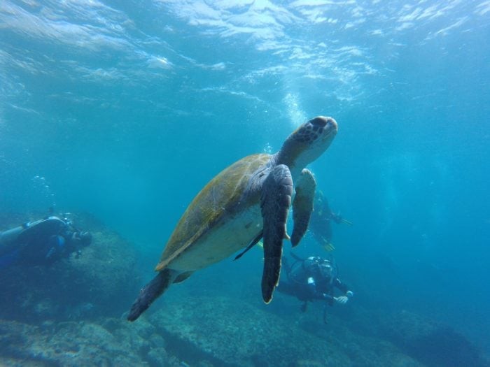Turtles are seen regularly around the dive sites at Grace Bay.