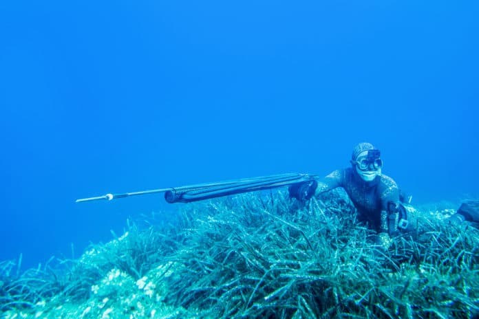 underwater hunter lies at the bottom of the sea with a speargun in anticipation of a shot at the fish