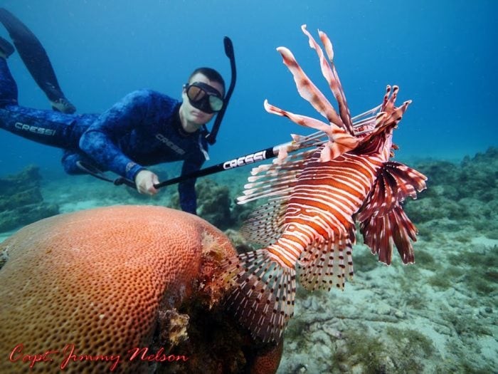 Lionfish caught with a Cressi Polespear