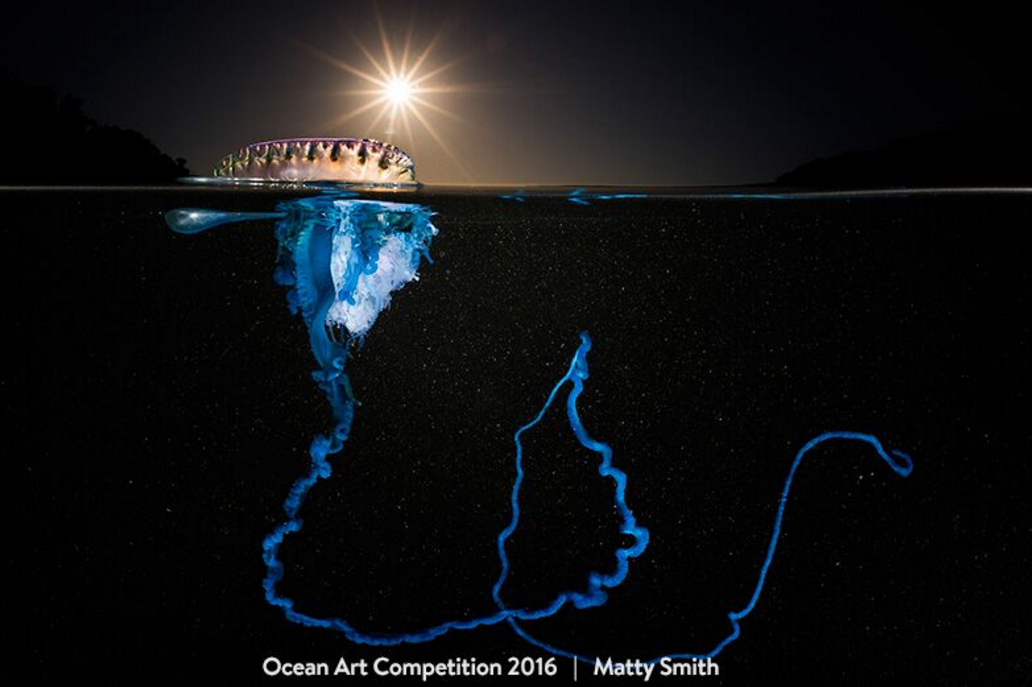 Matty Smith won the "Best of Show" prize at the 2016 Ocean Art Underwater Photo Competition.