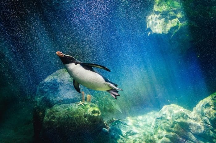 Penguin hunting for fish underwater