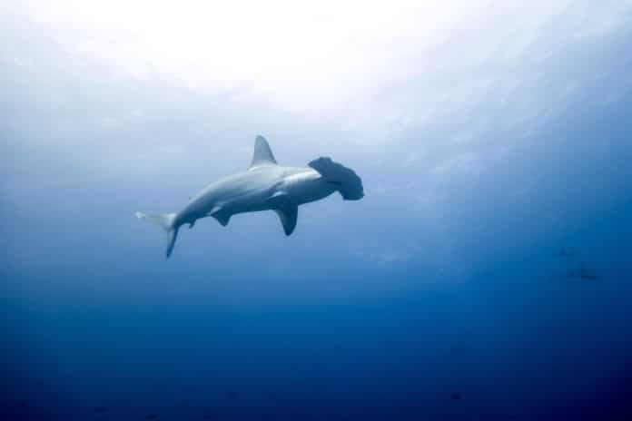Hammerhead sharks can be seen while Scuba Diving in Costa Rica