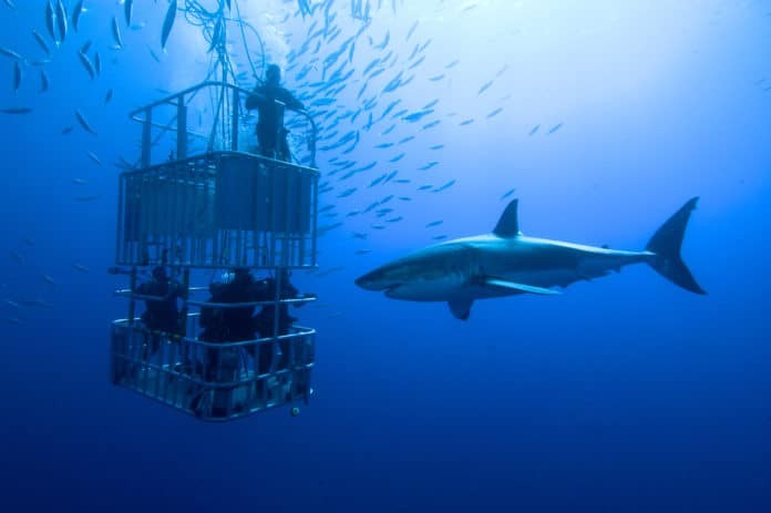 A Group of Divers Watching a Shark from a Diving Cage