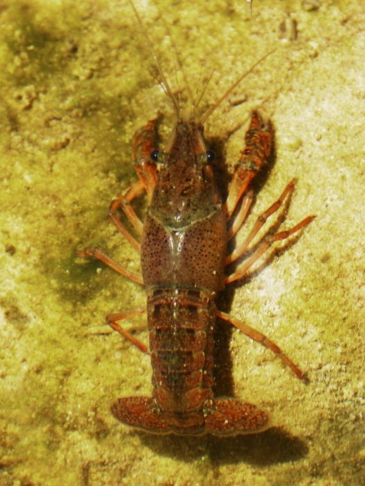 Crayfish are aplenty at Hin Daeng dive site