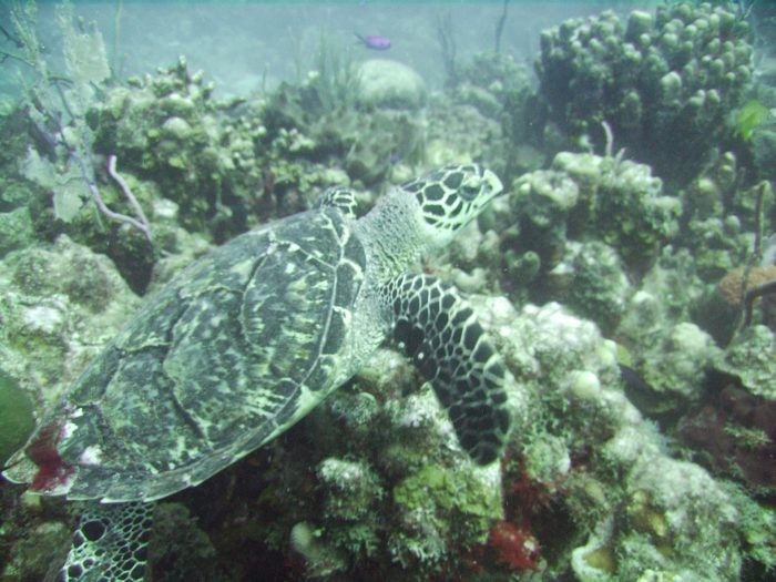 Hawksbill Turtles have been spotted around this dive site