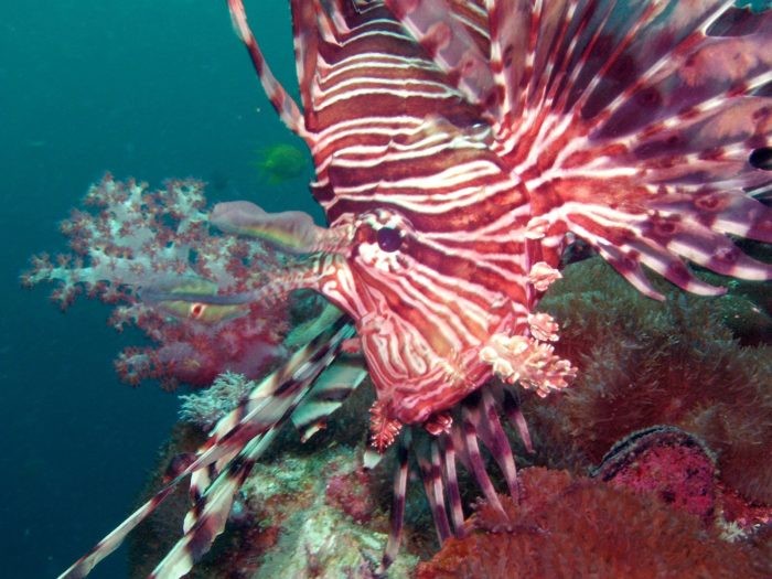 Lionfish call this wreck their home