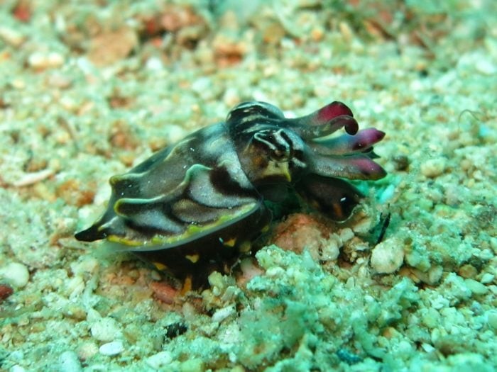 It's a rare sighting but if you get to see a Flamboyant Cuttlefish, you'll never forget it.