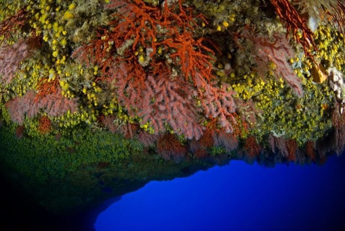 Scientists Discover Red Coral Garden In Underwater Cave (Photo credit: Enric Sala)