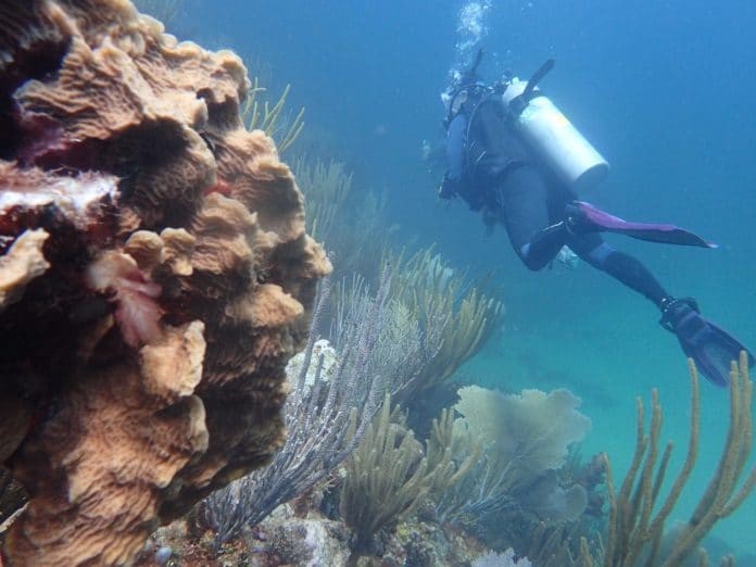 Local Divers Help Monitor Coral Reefs Off U.S. Virgin Islands (photo credit: NOAA)