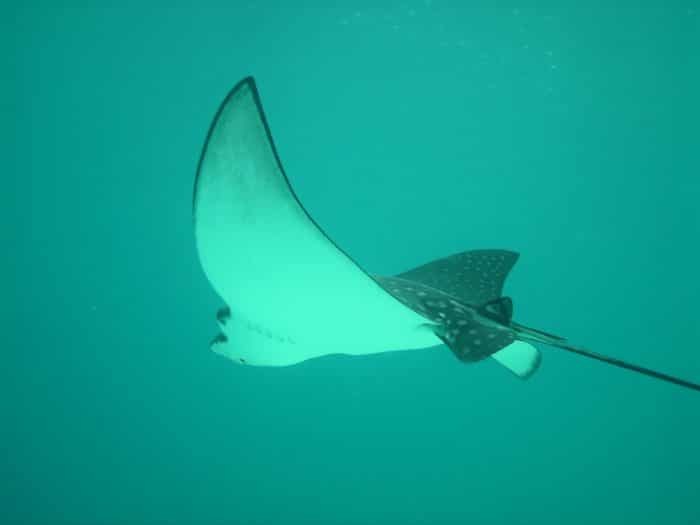 Keep looking up whilst diving at Big Scare dive site and you might see some Eagle Rays gliding above you.