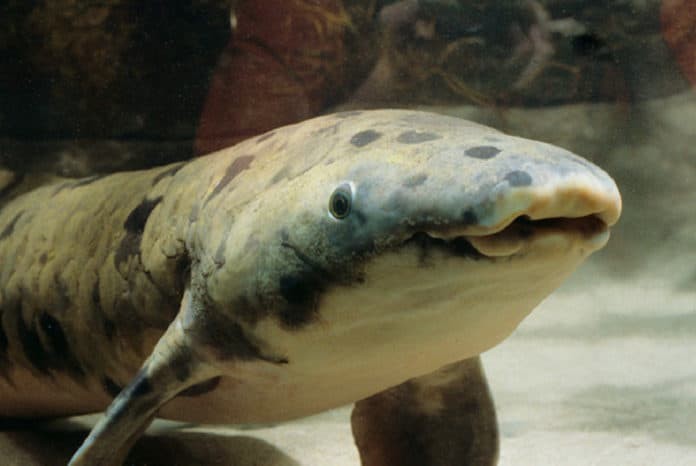 ‘Granddad,’ Oldest Aquarium Fish In The World, Dies
