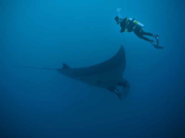 Manta Scramble is a top dive site if you're looking to swim with these gentle giants.