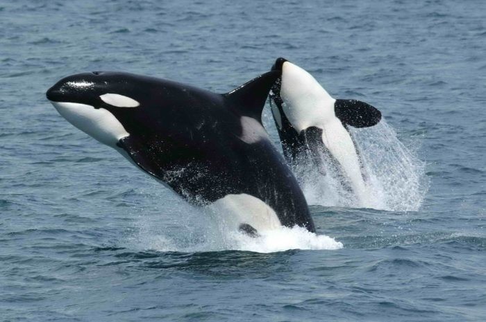 Diving with Orcas is an amazing experience and you may get to have it around Caño Island
