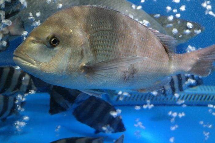 Large schools of Sea Bream are a common sight to see when diving in this area.