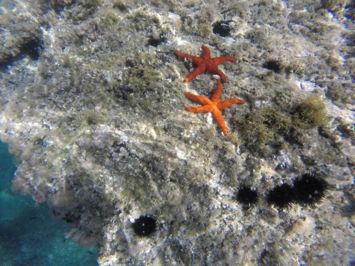 You'll find a number of Starfish located around the dive sites in Sesimbra.