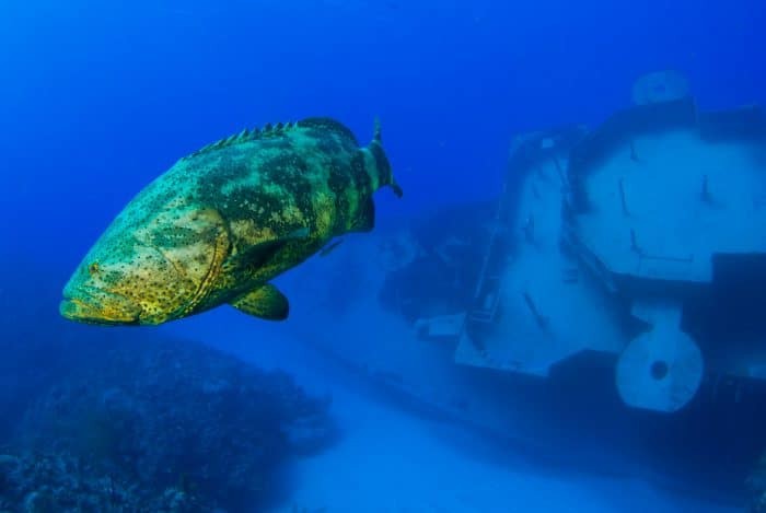 A goliath grouper swimming through the ocean
