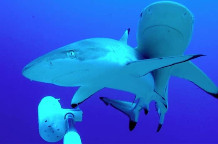 Diving Among Sharks Doesn’t Appear To Affect Sharks’ Long-Term Behavior Photo credit: Darcy Bradley