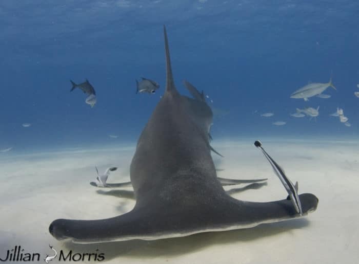 Great hammerhead shark Image: Jillian Morris