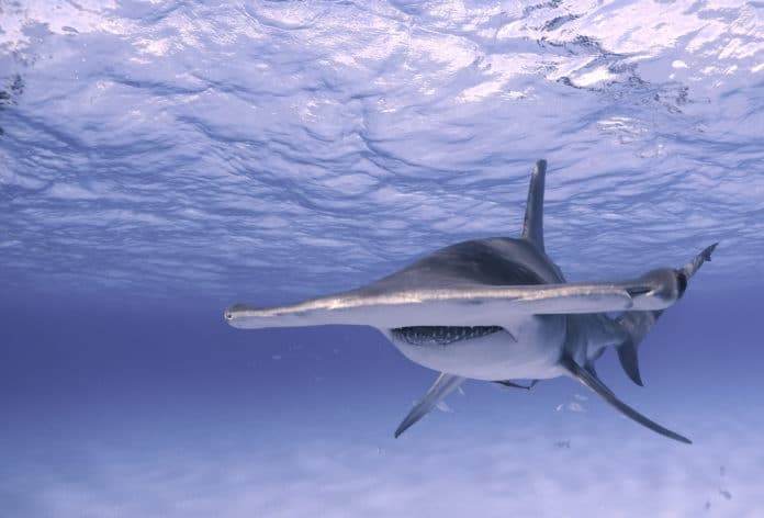 Great hammerhead shark Image: Jillian Morris