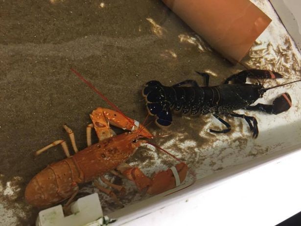 The rare orange lobster next to a more common black / blue lobster | Photo Credit: Anglesey Sea Zoo