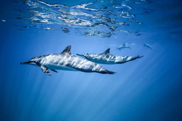 Two spinner dolphins swim near the ocean surface. Photo underwater