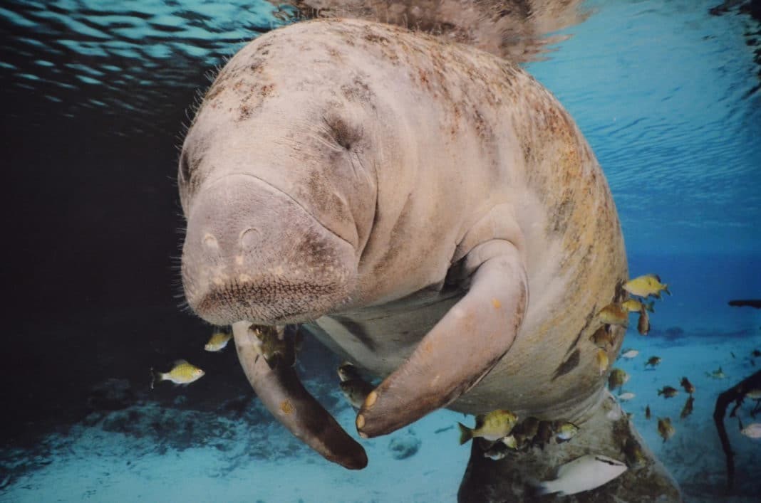 Close up of a manatee swimming underwater.
