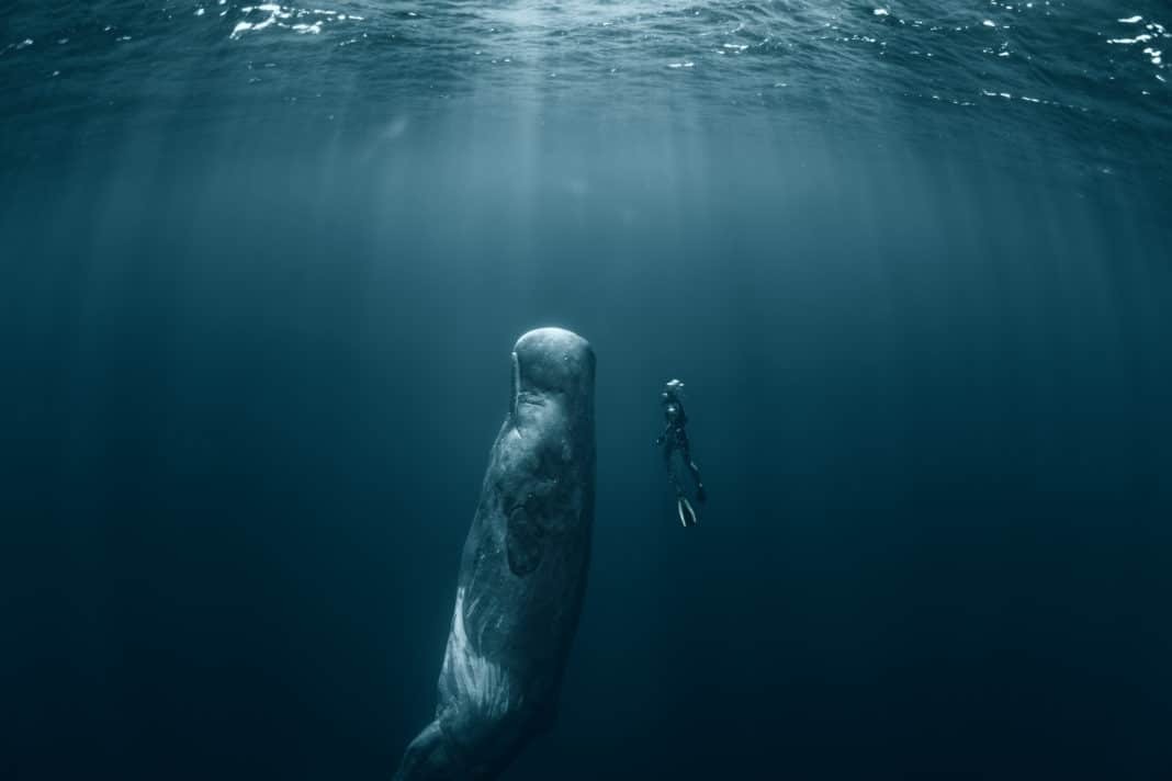 Sperm whale and Freediver (Adobe Stock)