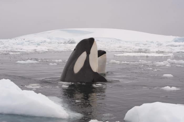 Two Killer whales spy hanting in Antarctica