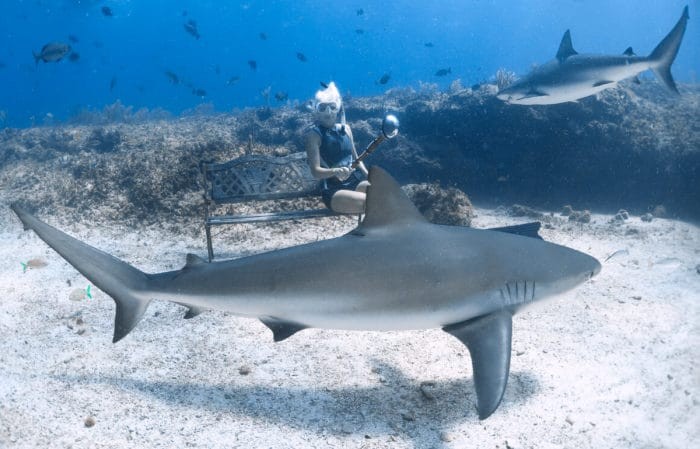Truli suited for shark diving Image Credit: Duncan Brake