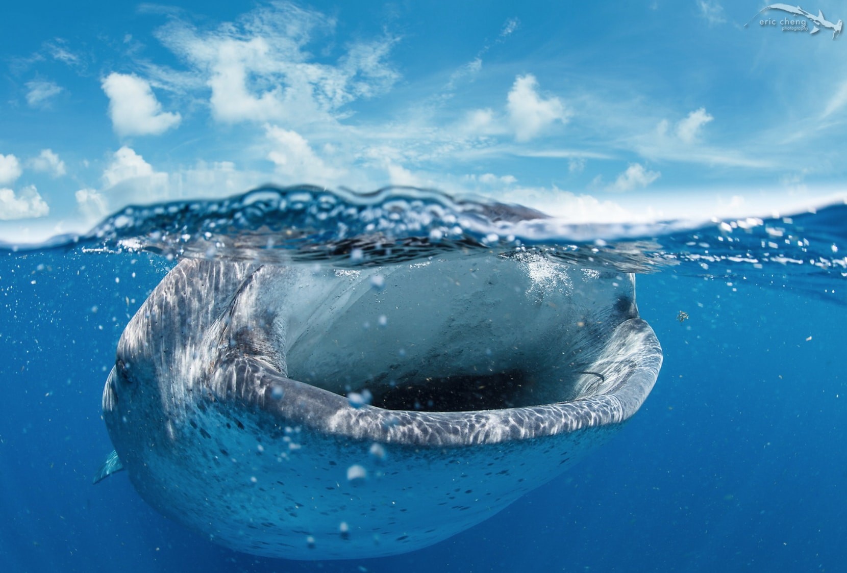 One Space Left For Whale Shark Photography Trip (Photo credit: Eric Cheng Photography)
