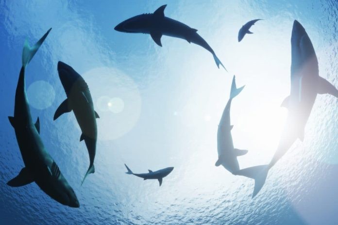 DEMA: U.S. Shark Fin Sales Ban Bill Now Has 126 Sponsors