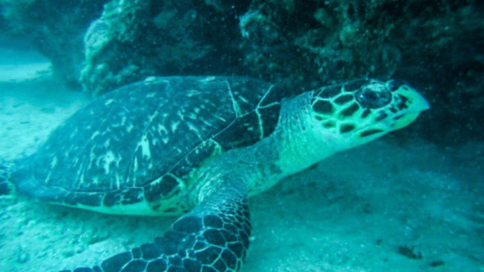 Sea Turtle With Plastic Bag In Mouth Saved By Diver (Photo credit: Melissa Hart)