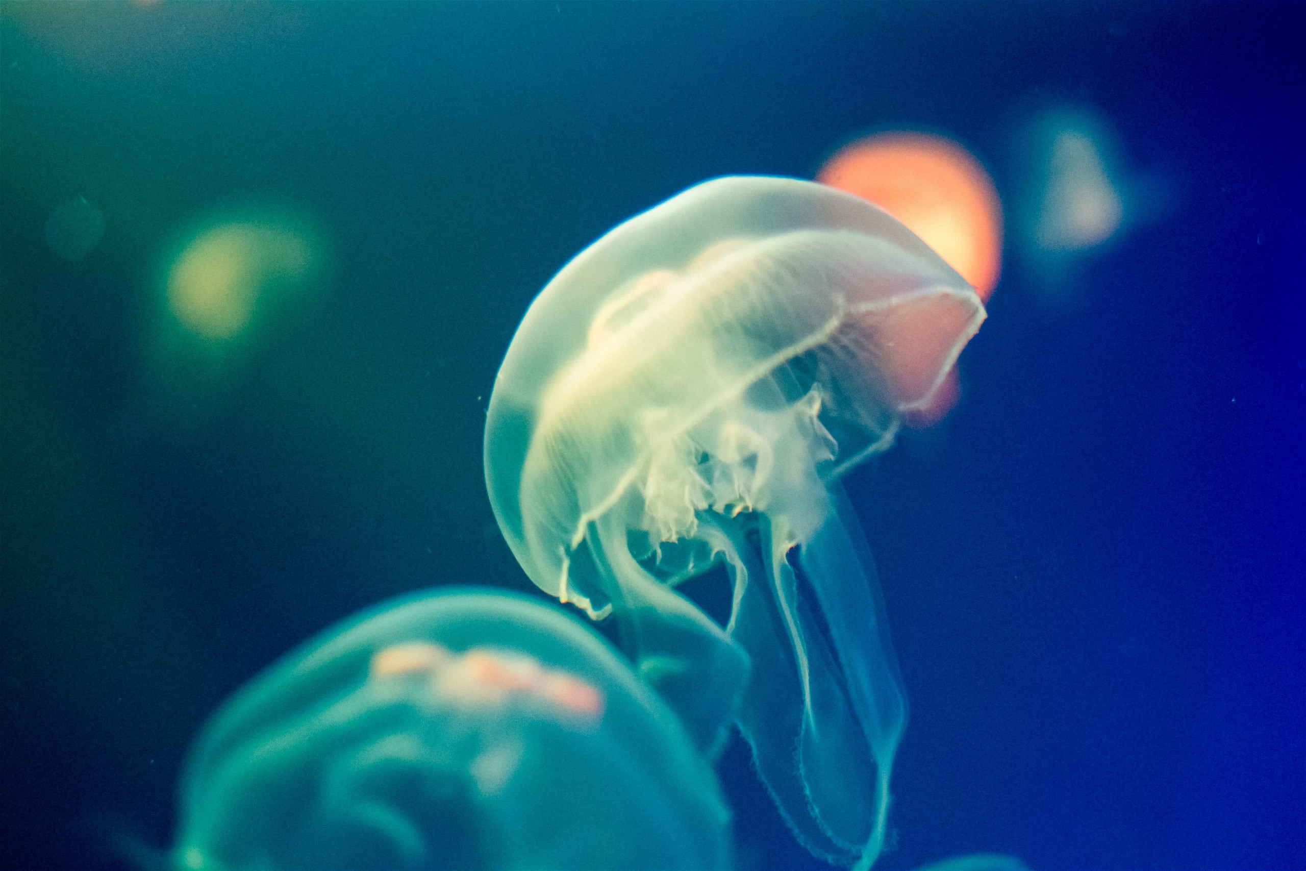 I. Introduction to Dealing with Jellyfish Stings Underwater