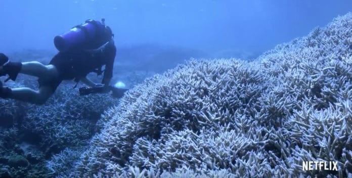 Multiple Screenings Of The 'Chasing Coral' Documentary Are Taking Place This Week