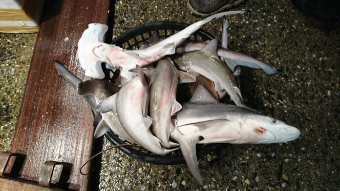 Juvenile sharks at Keelung Fish Market.