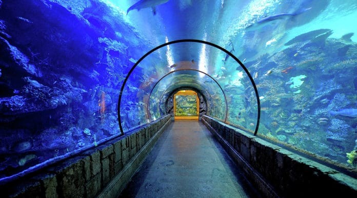 2,000 animals in 1.6 million gallons of water at Shark Reef Aquarium
