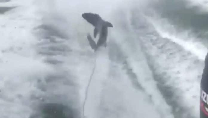 Shark Dragged Behind Boat In Florida