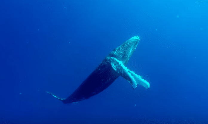 Image of a Whale