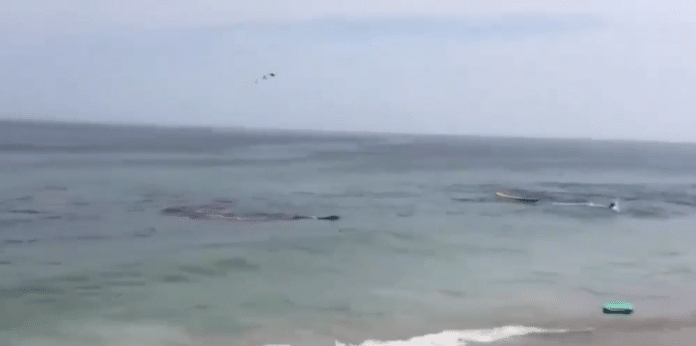 Shark Attack Seal Close To Shore,Surfers Narrowly Escape