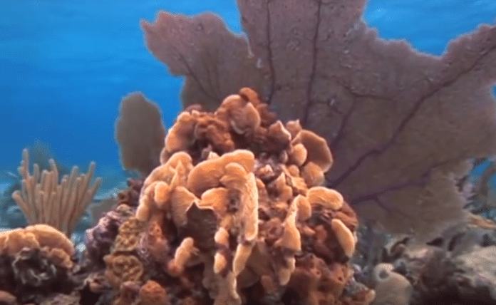 Southwest Reef, New Providence, Bahamas