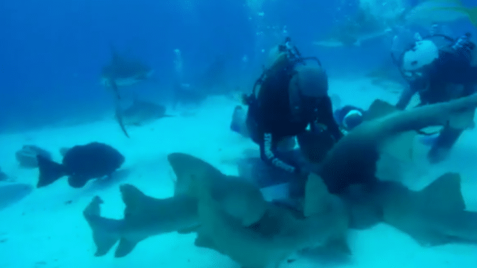 Dive Guide Abuses Nurse Sharks in Disturbing Video