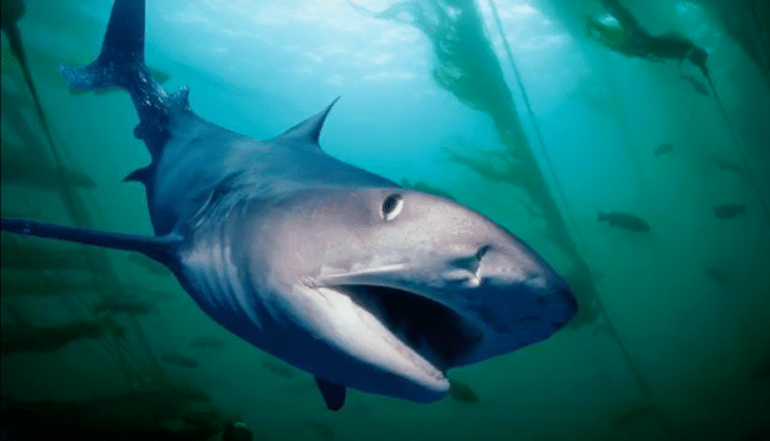 Diver swims Five Miles To Shore With A Tiger Shark Following Him