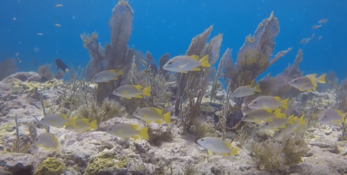 Key largo reefs suffer less than expected damage during Hurricane Irma