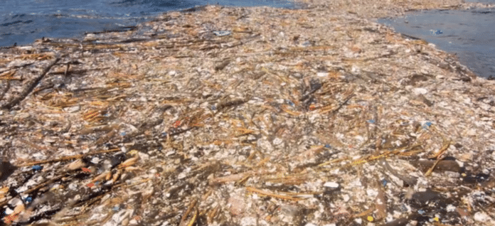 Huge island of plastic rubbish found floating off Roatan