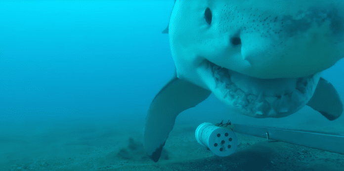 Great White takes a camera for a wild ride