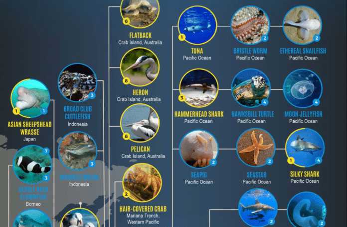 Blue Planet Infographic