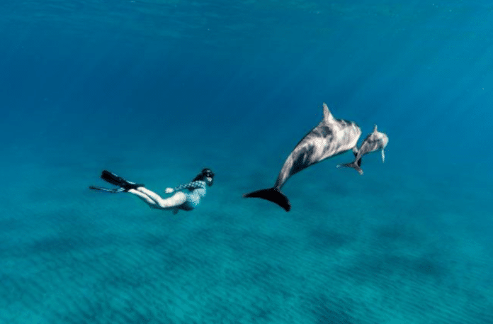 Freediver Algera Ally dives with dolphins while pregnant