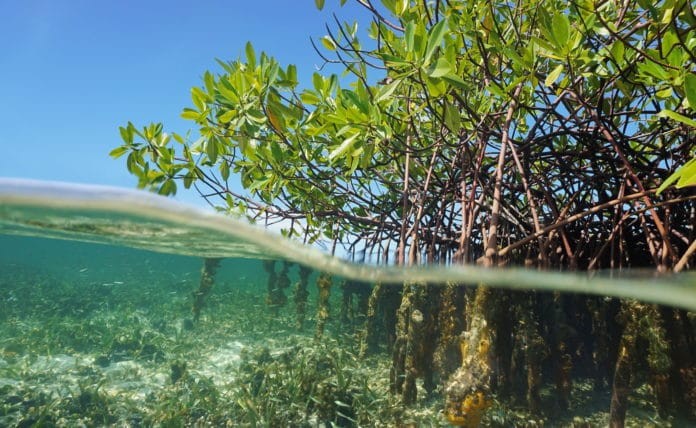 Mangrove trees diving in the Caribbean sea, Panama, Central America