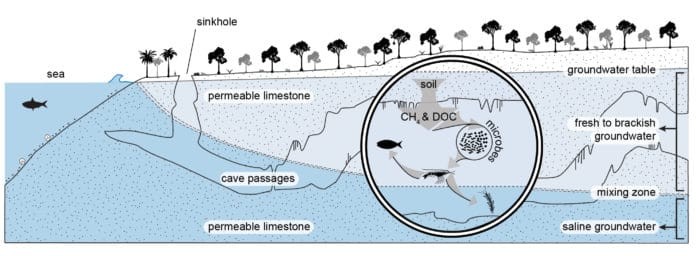 Conceptual model of a density-stratified coastal Yucatan cave